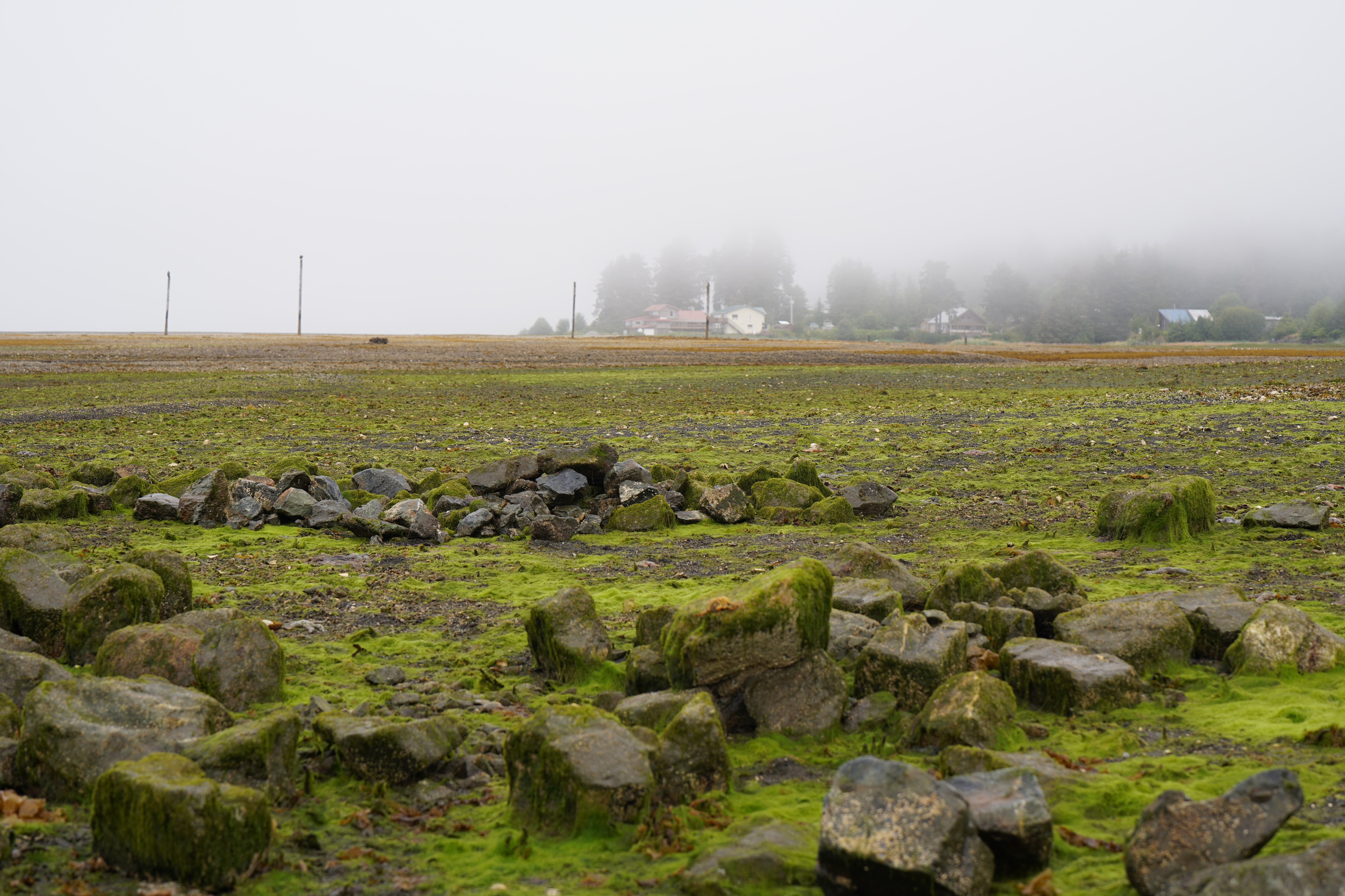 Clam garden amidst fog