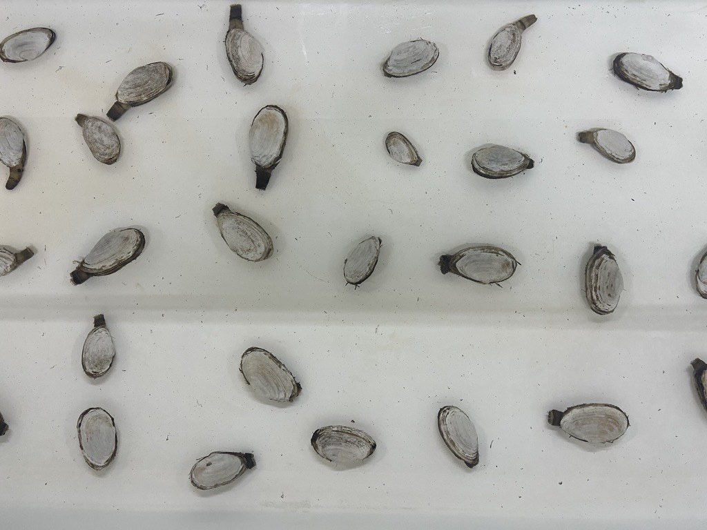 Clam spawning season