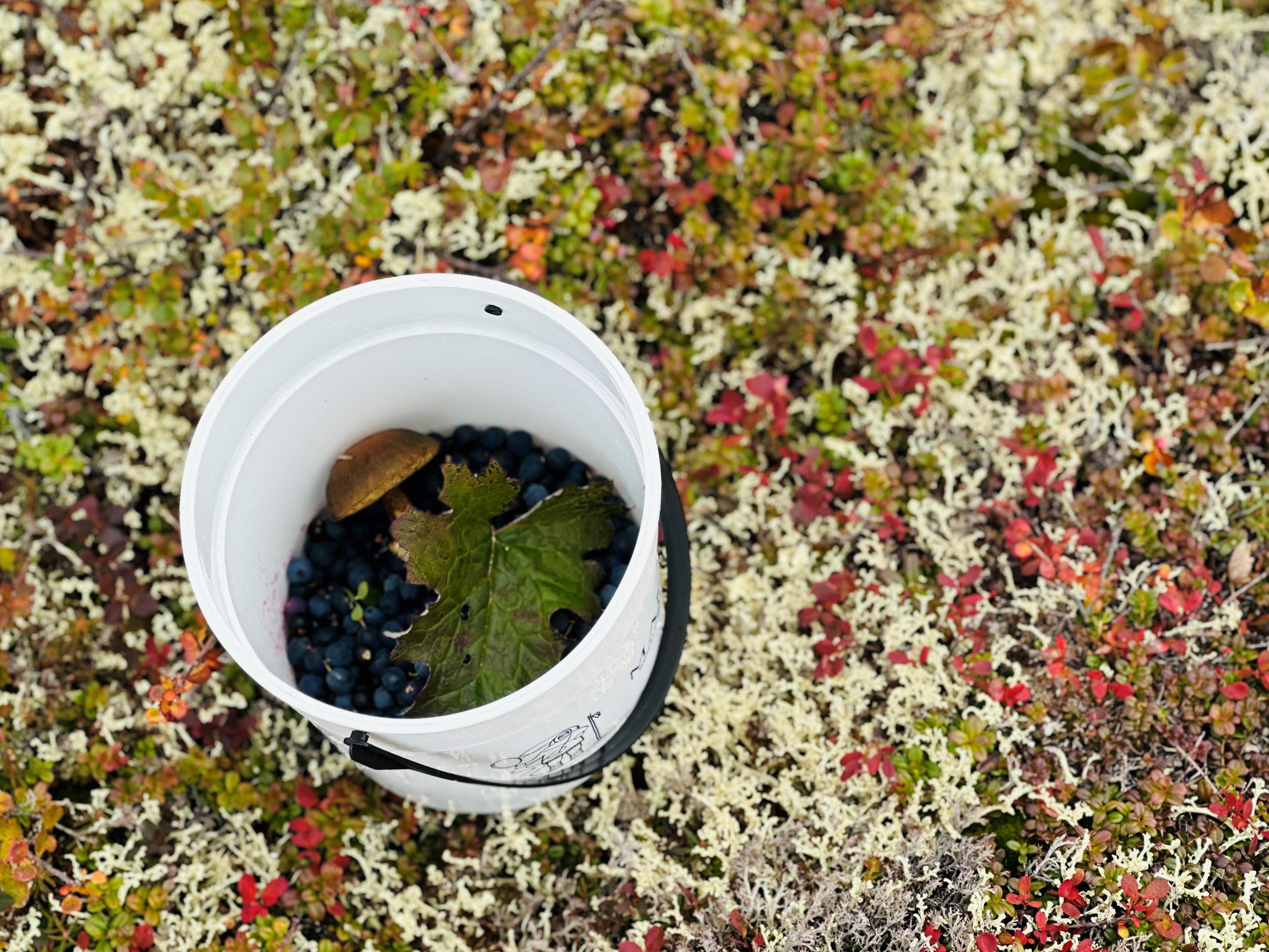 Bucket of blueberries