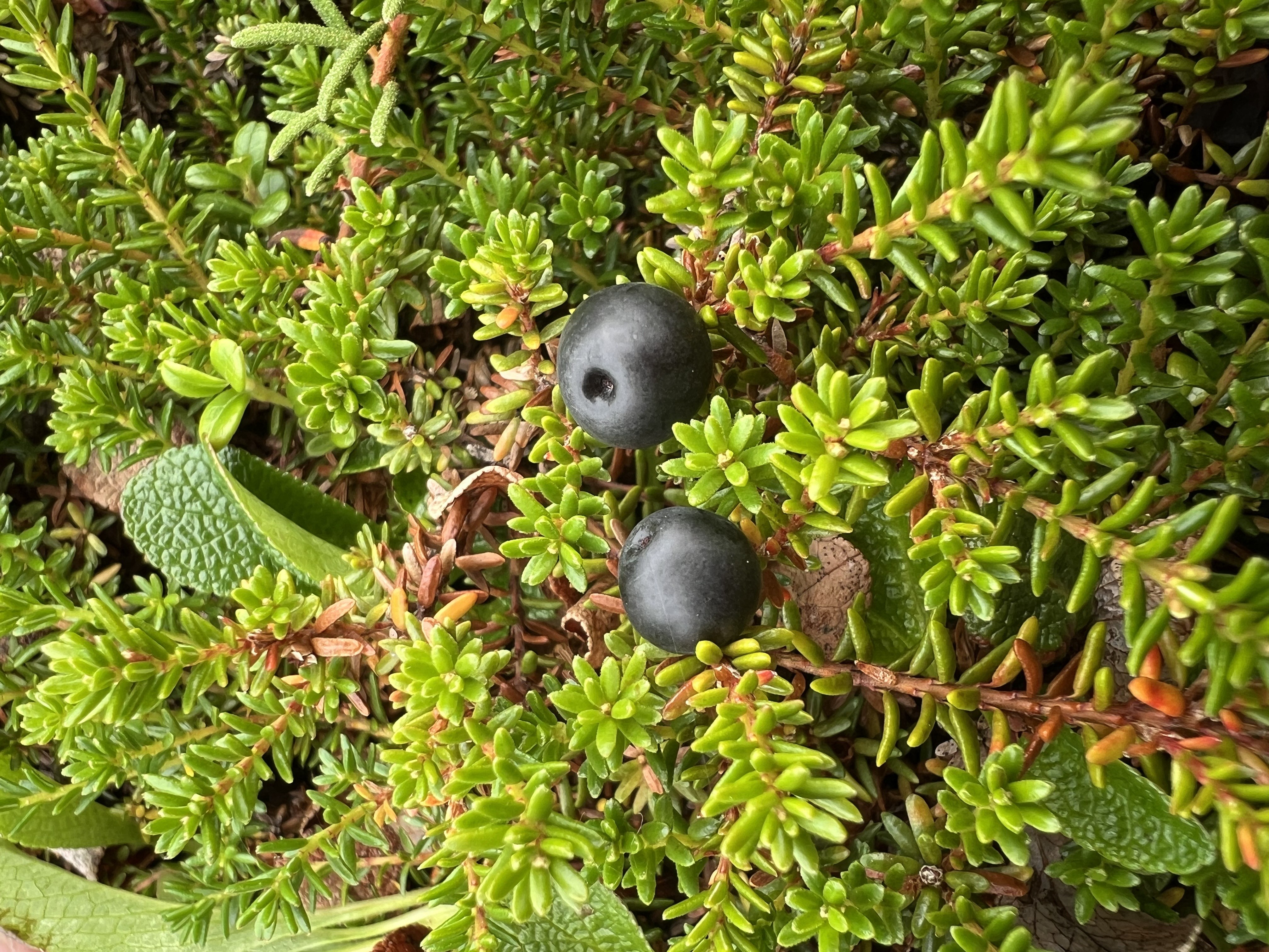 blackberries or tan’gerpiit