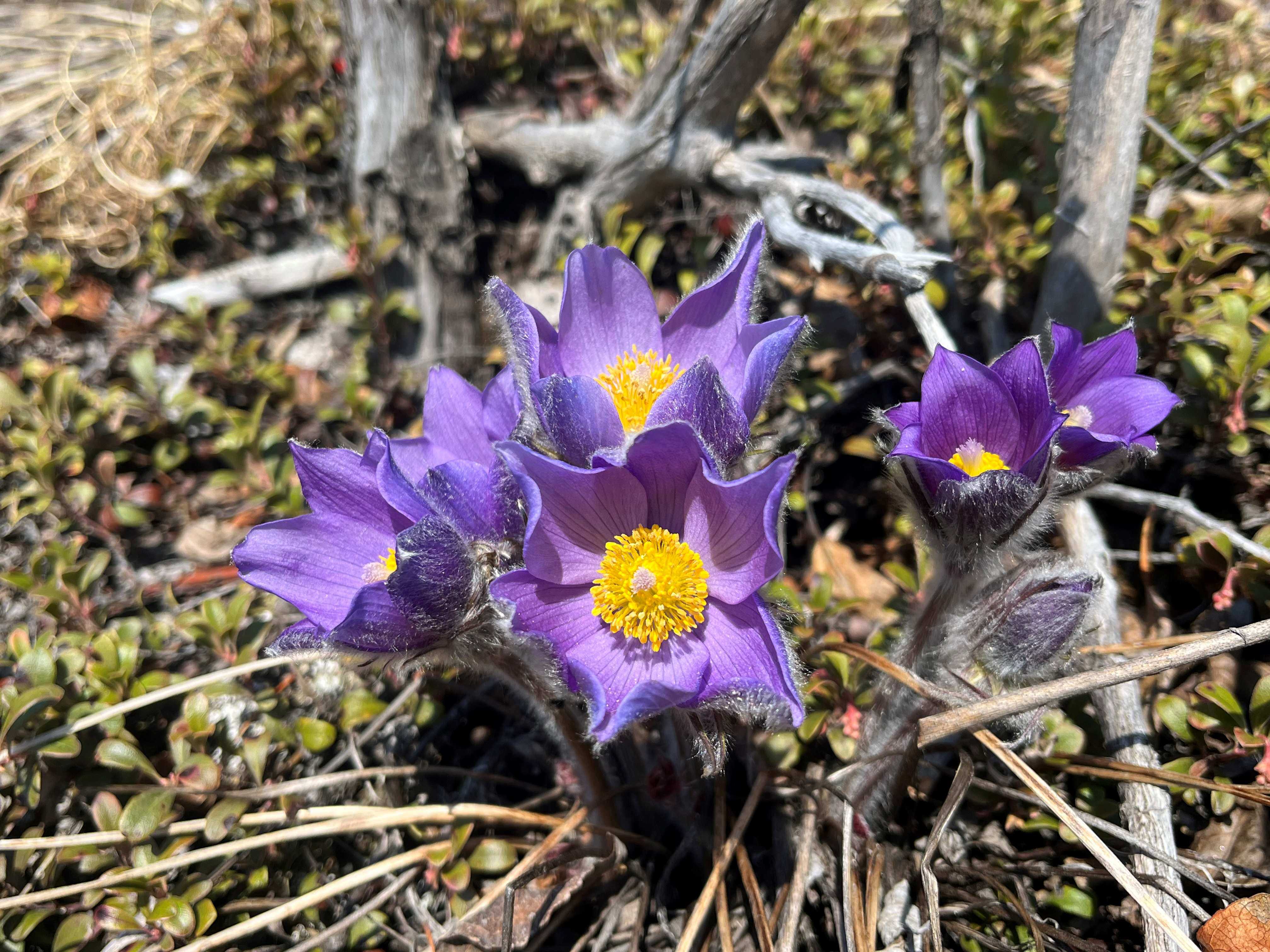 Pasque Flower 6