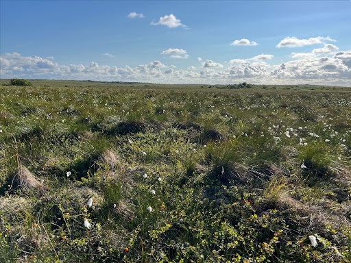 Tundra in Naknek